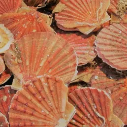 Découvrez la recette du carpaccio de Saint-Jacques et Radis noir signé Yves Camdeborde