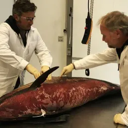 Dauphin échoué, photo d'illustration Europe 1.