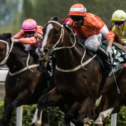 Les pronostics hippiques - 20/02/2019