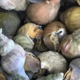 Bulots gratinés au beurre persillé au chorizo de Laurent Mariotte