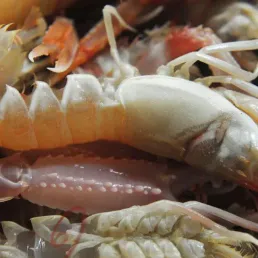 Le plat du jour : langouste puce aux spaghetti à la tomate épicée