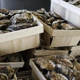 Comment bien choisir ses huîtres et comment les préparer ?