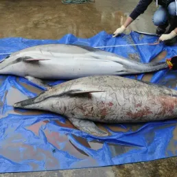 Les dauphins en danger dans les mers françaises