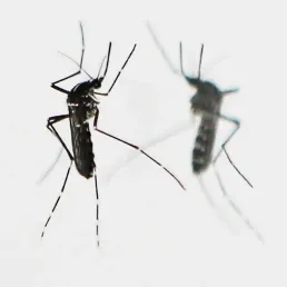 Question de santé -  la recrudescence du paludisme