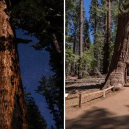 Réouvertue de Maripose Grove en Californie