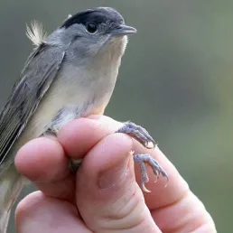 Croisière sur le Rhin : à la découverte des oiseaux durant l'hivernage