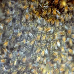 A la découverte des abeilles