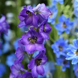Le Festival des jardins de la Cote d’azur