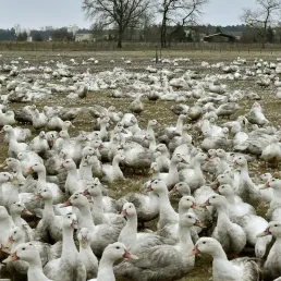 Le malheur est dans le pré