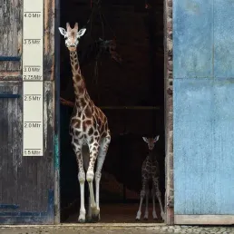 Les biographies animales inédites d'Eric Baratay