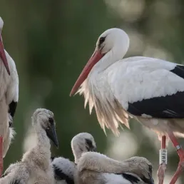 C'est la fête de la cigogne en Alsace