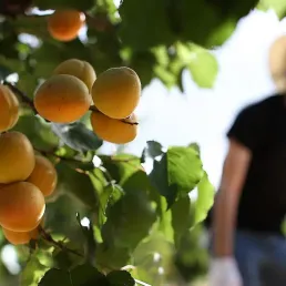 La table de l'été - L'abricot