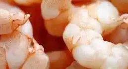 La table de l'été - la crevette