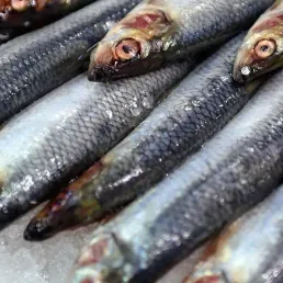 La table de l'été - Les sardines
