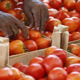 La table de l'été - les tomates