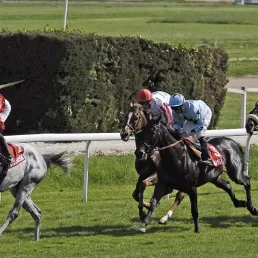 Les pronostics hippiques - 16/08/2017