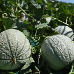 La table de l'été - Le melon