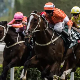 Les pronostics hippiques - 24/09/2017