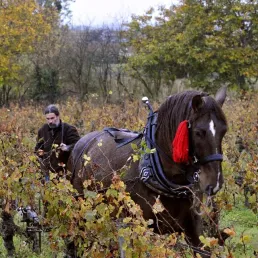 AOC, AOP, IGP : le point sur les filières de traçabilité alimentaires