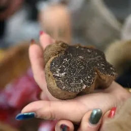 Comment reconnaître une bonne truffe ?