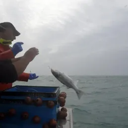 Cuisinez le bar, le poisson préféré des français !