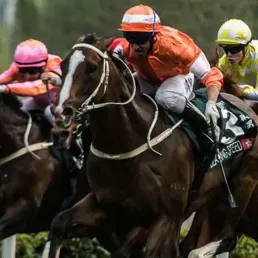 Les pronostics hippiques – 23/01/2016