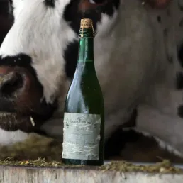 Rédecouvrez le charme du cidre artisanal