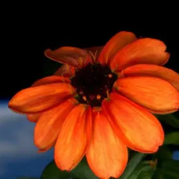 Une fleur vient d'éclore ... dans l'espace !