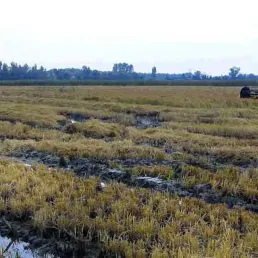 La cuisson optimale pour conserver les saveurs du riz de Camargue
