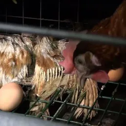 La vie des poules pondeuses