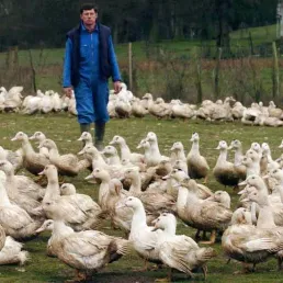 Le canard dans tous ses états