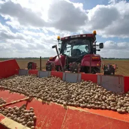Les pommes de terre primeur arrivent
