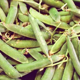 Petits pois : une gourmandise de saison