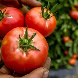 L'été gourmand - Les légumes d'Arnaud Donckele