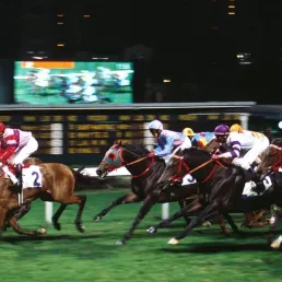 Les pronostics hippiques - 07/07/2016