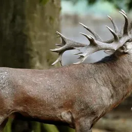 Le brame du cerf au crépuscule dans les bois de Cheverny