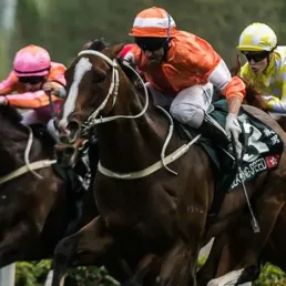 Les pronostics hippiques - 22/11/2015