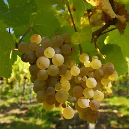 Changement climatique : pourquoi les vignobles européens sont-ils les plus impactés ?