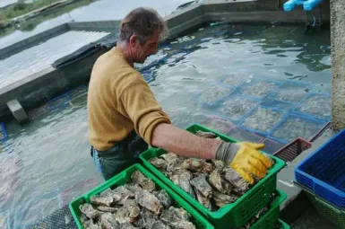 Dans le Sud-Ouest, les forces de l’ordre mobilisées pour protéger les parcs à huîtres