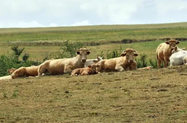Ariège : des centaines d'agriculteurs restent mobilisés pour empêcher l'abattage de 200 bovins dans une ferme