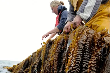 Algolesko, petite entreprise du Finistère à l’assaut du Japon