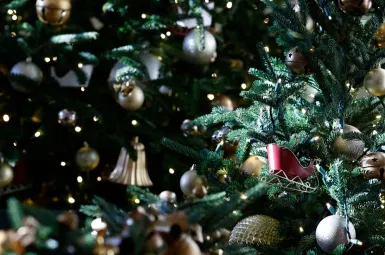 Les 621 sapins envahissent toutes les pièces de la maison.