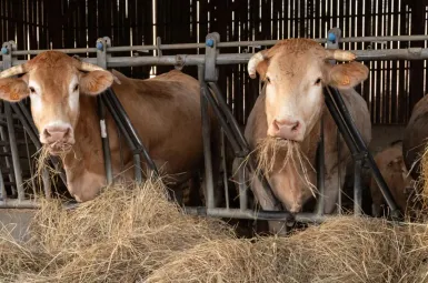 Les abattages de troupeaux en raison de l'épidémie de dermatose nodulaire contagieuse se multiplient.