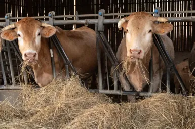 Dermatose nodulaire : le gouvernement étend la zone d'obligation vaccinale