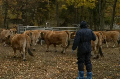 Dermatose nodulaire : le gouvernement étend la zone d'obligation vaccinale