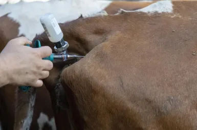 Selon Annie Genevard, 10% du cheptel français pourrait disparaître s'il n'y avait pas de vaccination à grande échelle.
