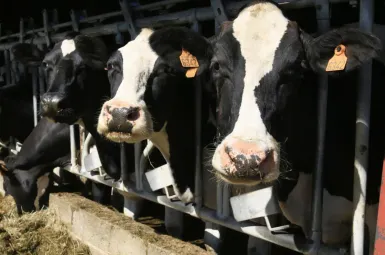 Des vaches peuvent être atteintes de dermatose nodulaire (Illustration)