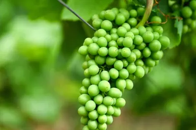 Contrairement aux images populaires sur Internet, la tradition espagnole ne comporte pas de cachette sous la table.