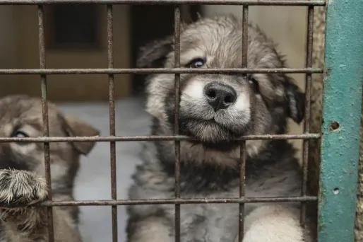 Une autorité européenne déconseille de garder chiens et chats domestiques en cage dans les élevages