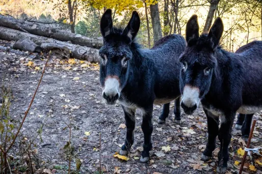 Des parents d'élève ont amené trois ânes dans une école pour protester contre la possible fermeture d'une classe.